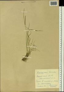 Elymus macrourus (Turcz. ex Steud.) Tzvelev, Siberia, Yakutia (S5) (Russia)