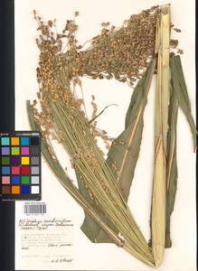 Sorghum bicolor (L.) Moench, Eastern Europe, Moscow region (E4a) (Russia)