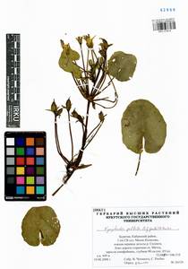 Nymphoides peltata (S. G. Gmelin) O. Kuntze, Siberia, Baikal & Transbaikal region (S4) (Russia)