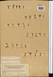 Pseudolappula sinaica (A. DC.) Khoshsokhan, Sherafati & Kaz. Osaloo, Middle Asia, Western Tian Shan & Karatau (M3) (Kazakhstan)