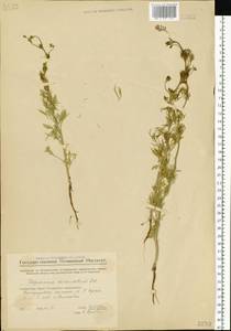 Delphinium consolida subsp. divaricatum (Ledeb.) A. Nyár., Eastern Europe, Middle Volga region (E8) (Russia)