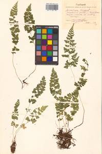 Sitobolium wilfordii (T. Moore) L. A. Triana & Sundue, Siberia, Russian Far East (S6) (Russia)