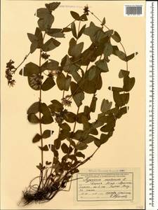 Hypericum montanum L., Caucasus, Krasnodar Krai & Adygea (K1a) (Russia)