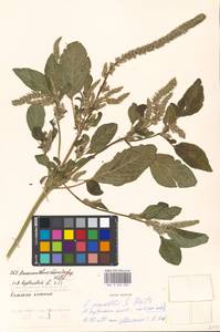 Amaranthus powellii S. Watson, Eastern Europe, Moscow region (E4a) (Russia)