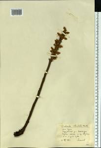 Orobanche reticulata, Eastern Europe, Eastern region (E10) (Russia)