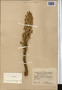 Orobanche gigantea (Beck) Gontsch., Middle Asia, Western Tian Shan & Karatau (M3) (Uzbekistan)