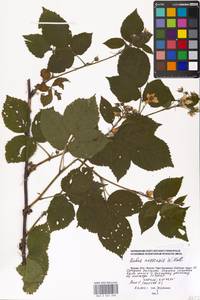 Rubus nessensis Hall, Eastern Europe, Moscow region (E4a) (Russia)