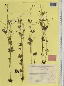 Ranunculus sceleratus L., Siberia, Russian Far East (S6) (Russia)