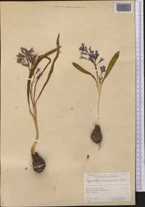 Hyacinthus transcaspicus Litv., Middle Asia, Kopet Dag, Badkhyz, Small & Great Balkhan (M1) (Turkmenistan)