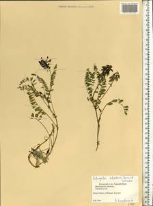 Astragalus norvegicus Grauer, Eastern Europe, Northern region (E1) (Russia)