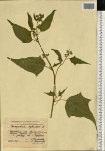 Chenopodiastrum hybridum (L.) S. Fuentes, Uotila & Borsch, Eastern Europe, Moscow region (E4a) (Russia)