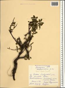 Salix apoda Trautv., Caucasus, Stavropol Krai, Karachay-Cherkessia & Kabardino-Balkaria (K1b) (Russia)