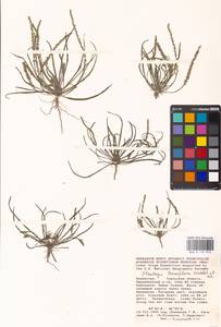 Plantago tenuiflora Waldst. & Kit., Middle Asia, Caspian Ustyurt & Northern Aralia (M8) (Kazakhstan)