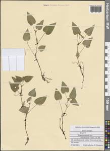 Viola canina L., Eastern Europe, Northern region (E1) (Russia)