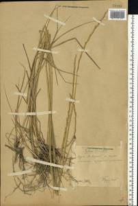 Thinopyrum intermedium (Host) Barkworth & D.R.Dewey, Eastern Europe, Central forest-and-steppe region (E6) (Russia)