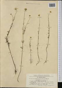 Tripleurospermum inodorum (L.) Sch.-Bip, Western Europe (EUR) (Romania)