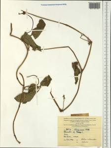 Vigna mungo (L.)Hepper, Australia & Oceania (AUSTR) (New Caledonia)