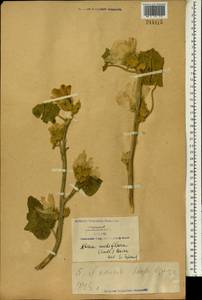 Alcea nudiflora (Lindl.) Boiss., South Asia, South Asia (Asia outside ex-Soviet states and Mongolia) (ASIA) (China)