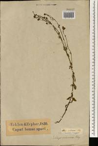 Pseudoselago verbenacea (L. fil.) O.M. Hilliard, Africa (AFR) (South Africa)