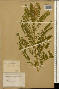 Astragalus galegiformis L., Caucasus, Georgia (K4) (Georgia)