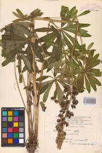 Lupinus polyphyllus Lindl., Eastern Europe, West Ukrainian region (E13) (Ukraine)