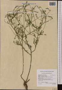 Lepidium graminifolium L., Western Europe (EUR) (Spain)