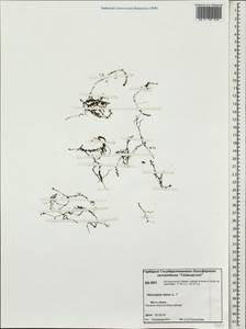 Utricularia minor L., Siberia, Central Siberia (S3) (Russia)