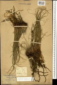 Scirpoides holoschoenus (L.) Soják, Caucasus, Krasnodar Krai & Adygea (K1a) (Russia)