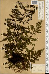 Dryopteris carthusiana (Vill.) H. P. Fuchs, Caucasus, Krasnodar Krai & Adygea (K1a) (Russia)