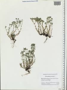 Scleranthus perennis, Eastern Europe, Central forest region (E5) (Russia)
