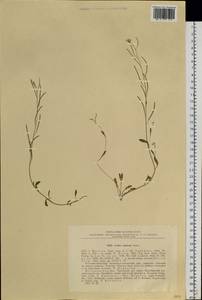 Arabidopsis lyrata subsp. petraea (L.) O'Kane & Al-Shehbaz, Siberia, Chukotka & Kamchatka (S7) (Russia)