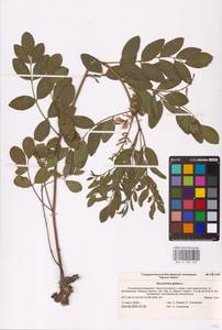 Glycyrrhiza glabra L., Eastern Europe, Lower Volga region (E9) (Russia)