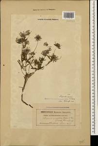 Asperula orientalis Boiss. & Hohen., Caucasus, Georgia (K4) (Georgia)