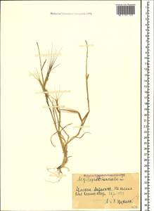 Aegilops triuncialis L., Caucasus, Armenia (K5) (Armenia)