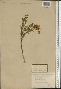 Caragana frutex (L.) K.Koch, Eastern Europe, Central forest-and-steppe region (E6) (Russia)
