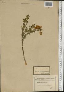 Caragana frutex (L.)K.Koch, Eastern Europe, Central forest-and-steppe region (E6) (Russia)