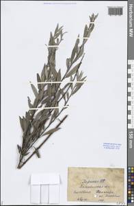 Salix, Middle Asia, Caspian Ustyurt & Northern Aralia (M8) (Kazakhstan)