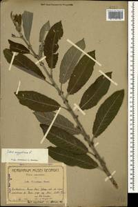 Salix aegyptiaca L., Caucasus, Georgia (K4) (Georgia)