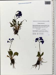 Primula amoena M. Bieb., Caucasus, Krasnodar Krai & Adygea (K1a) (Russia)