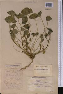 Malva pusilla Sm., Middle Asia, Syr-Darian deserts & Kyzylkum (M7) (Kazakhstan)