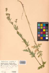 Thalictrum simplex L., Siberia, Russian Far East (S6) (Russia)