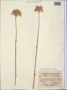 Allium sabulosum Steven ex Bunge, Middle Asia, Karakum (M6) (Turkmenistan)