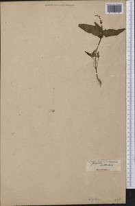 Spigelia anthelmia L., America (AMER) (Not classified)