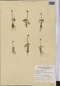 Ranunculus sabinei R. Br., America (AMER) (Canada)