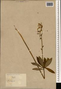 Lilium, South Asia, South Asia (Asia outside ex-Soviet states and Mongolia) (ASIA) (China)