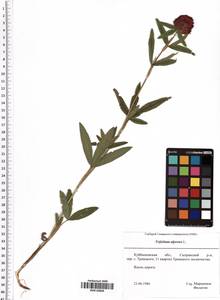 Trifolium alpestre L., Eastern Europe, Middle Volga region (E8) (Russia)