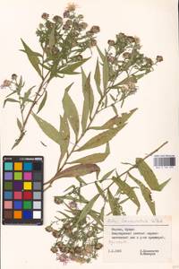 Symphyotrichum lanceolatum (Willd.) G. L. Nesom, Eastern Europe, Lithuania (E2a) (Lithuania)