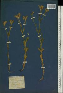 Atocion armeria (L.) Raf., Eastern Europe, North Ukrainian region (E11) (Ukraine)