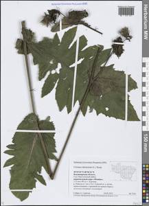 Cirsium oleraceum (L.) Scop., Eastern Europe, Central region (E4) (Russia)