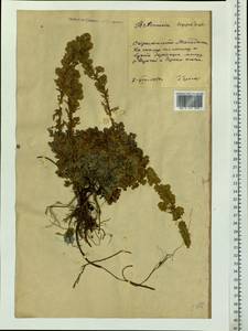 Artemisia lagopus Fisch. ex Besser, Siberia, Chukotka & Kamchatka (S7) (Russia)